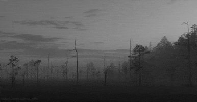 Black And White Forest animated GIF