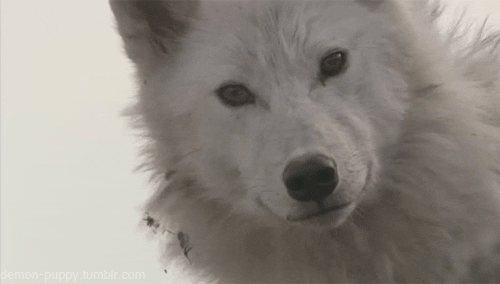 Pretty Wolf S Find And Share On Giphy