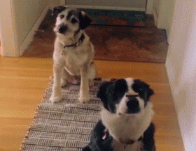 11 Dog Fails That Are Too Funny Not To Laugh At (Gifs) - I Can Has