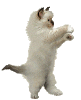 animated gifs cat cat gifs dancing cat lol cats animated gifs cat cat ...