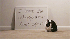 bunny rabbit gif - find & share on giphy