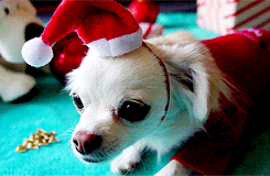 animated christmas dog gifs