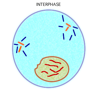 The Cell Cycle