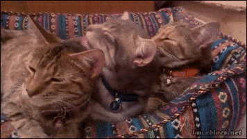 Cats Licking animated GIF