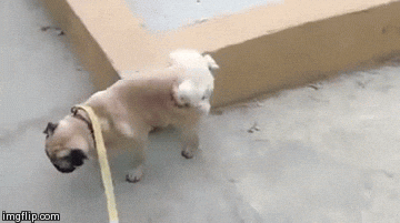 New trending GIF tagged dog walking pug front… | Trending Gifs