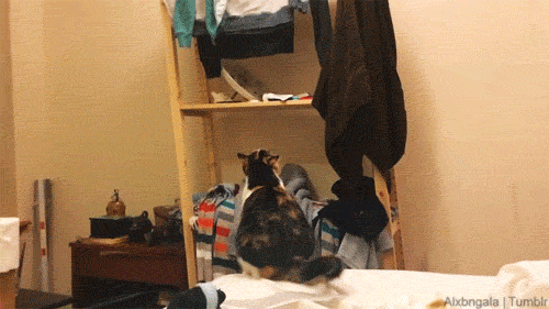 cat jumping gif tumblr