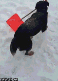 New trending GIF tagged dog snow winter shovel… | Trending Gifs