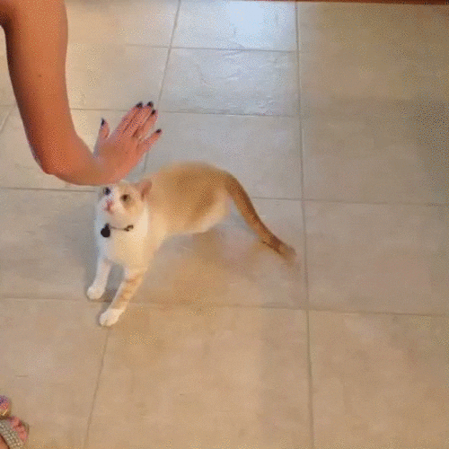 High Five GIF Find & Share on GIPHY
