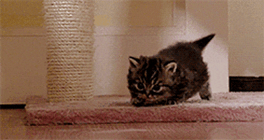Adorable Cat animated GIF