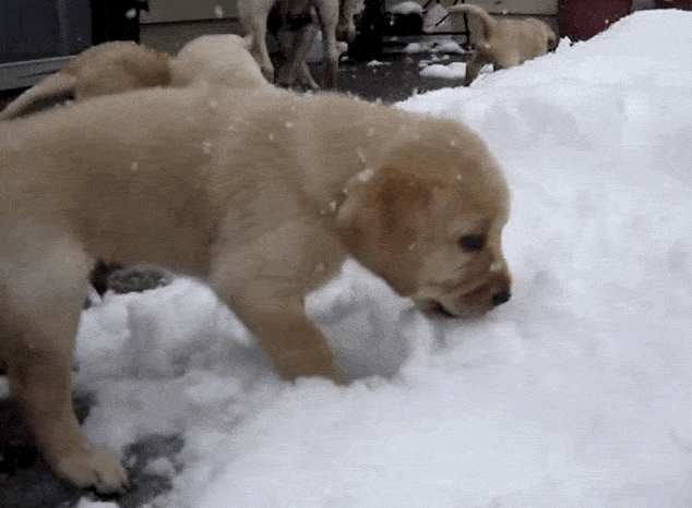 Did you get a holiday puppy?