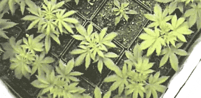 Botany Marijuana animated GIF