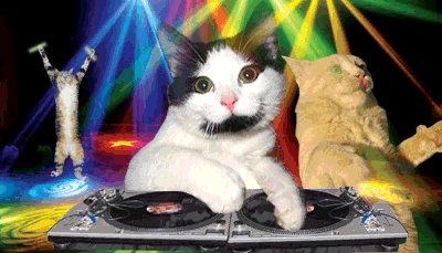 New trending GIF tagged cat funny dancing mash…