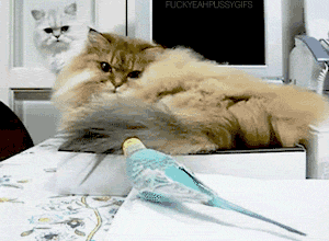 giphy.gif