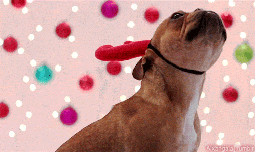 New trending GIF tagged dance dog cartoon happy…
