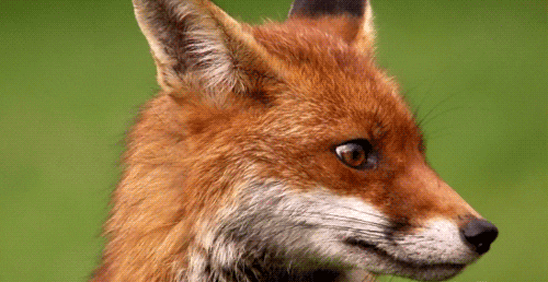 Red Fox GIF - Find & Share on GIPHY