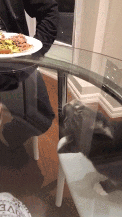 Jerk Cat Glass Knock Off Table Gifs Get The Best On Giphy