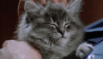 http://media2.giphy.com/media/brRWBSKoc9ueI/200.gif
