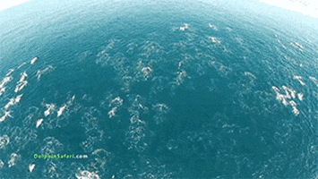 200.gif