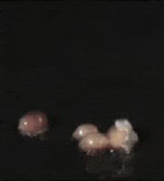 Food & Drink Pop animated GIF