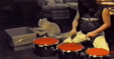 Cat Drumming animated GIF