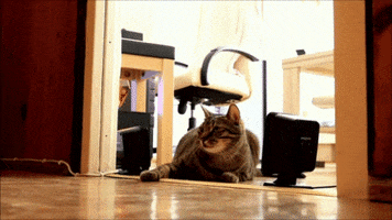 200.gif