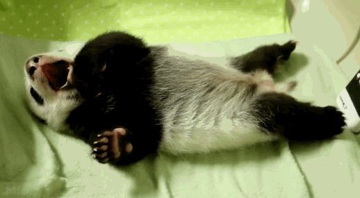 sleepy panda gif