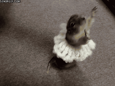 Realy Cute Animals GIFs