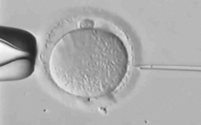 Cellix Cell Transfection
