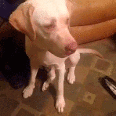 Hund überrascht von Torte