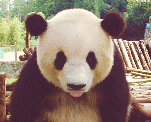 panda animated GIF