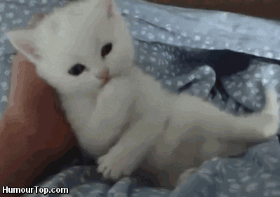Funny Kitten GIFs Find Share On GIPHY