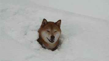 Blizzard Dog animated GIF