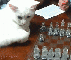 Cat Chess animated GIF