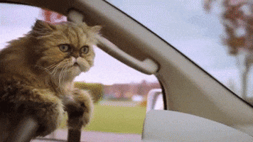Car Cat animated GIF