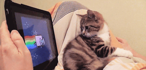 cat (11283) Animated Gif on Giphy