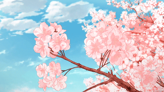 cherry blossoms fleurs printemps