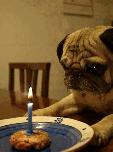 New trending GIF tagged dog birthday happy birthday… | Trending Gifs