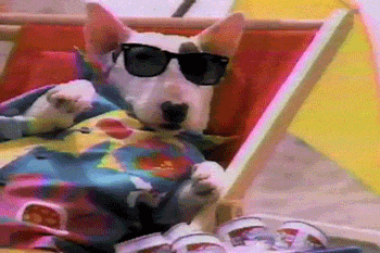 Dog sunglasses gif hot sale