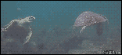 turtle animated GIF