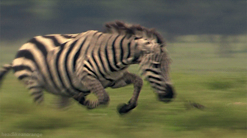  animals nature running chasing cheetah GIF