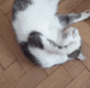 KittyGhost