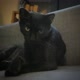 LunaTheBlackCat