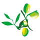Mapetiteoliveraie