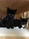 RachelCats