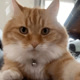 SirChunkyBear
