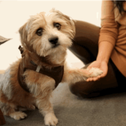 What Funny Dog GIF