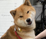 bbomme