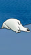 bearlypawsitive