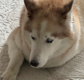 theebrownhusky