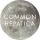 common_hepatica